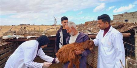 "بحوث الصحراء" يُطلق قوافل بيطرية مجانية لدعم صغار المزارعين بشمال سيناء