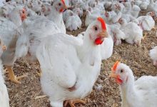 طرق تربية الدواجن البيضاء