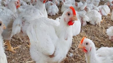 طرق تربية الدواجن البيضاء