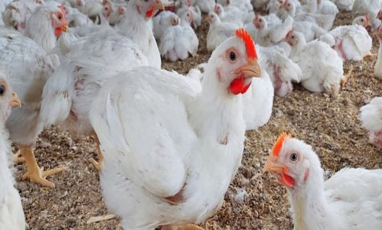طرق تربية الدواجن البيضاء