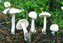 دراسة جدوى مشروع فطر عيش الغراب