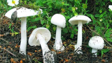 دراسة جدوى مشروع فطر عيش الغراب