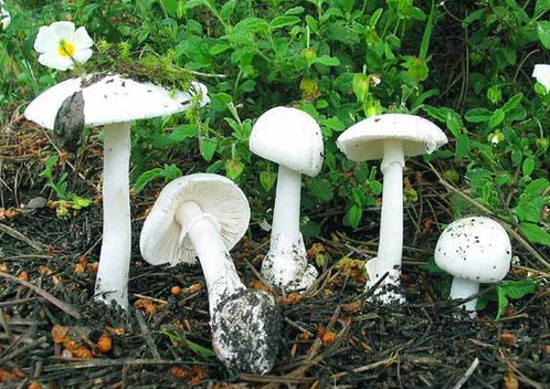 دراسة جدوى مشروع فطر عيش الغراب