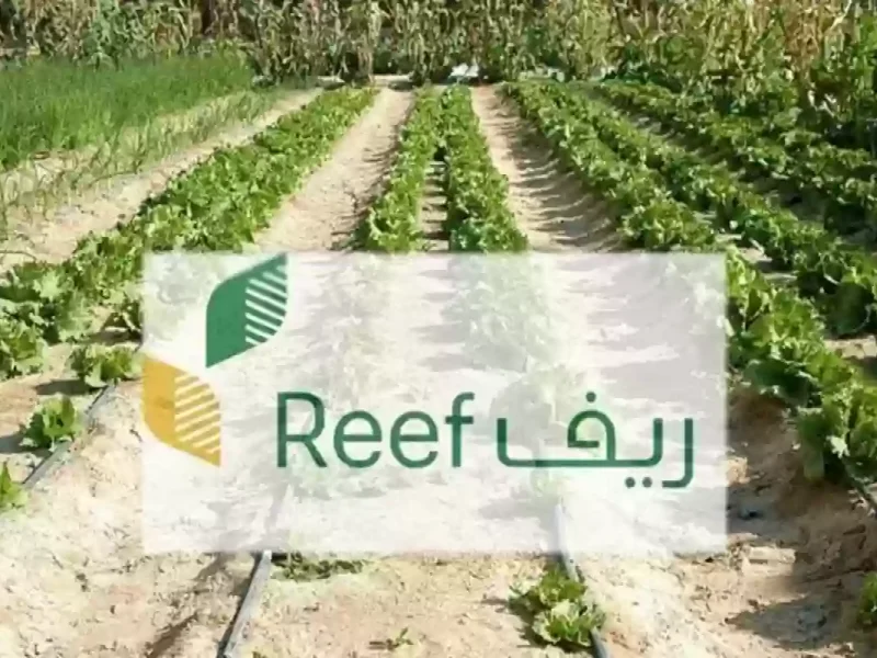 طريقة التسجيل في دعم ريف للحصول على الدعم 1447 