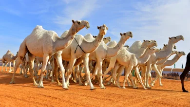 المملكة تختتم رئاستها للسنة الدولية للإبليات 2024 وتبرز دور الإبل في الأمن الغذائي