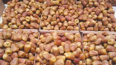 «ذهب القصيم».. بدء موسم جني التمور يعزز الاقتصاد المحلي بإنتاج يتجاوز 390 ألف طن