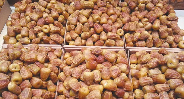 «ذهب القصيم».. بدء موسم جني التمور يعزز الاقتصاد المحلي بإنتاج يتجاوز 390 ألف طن