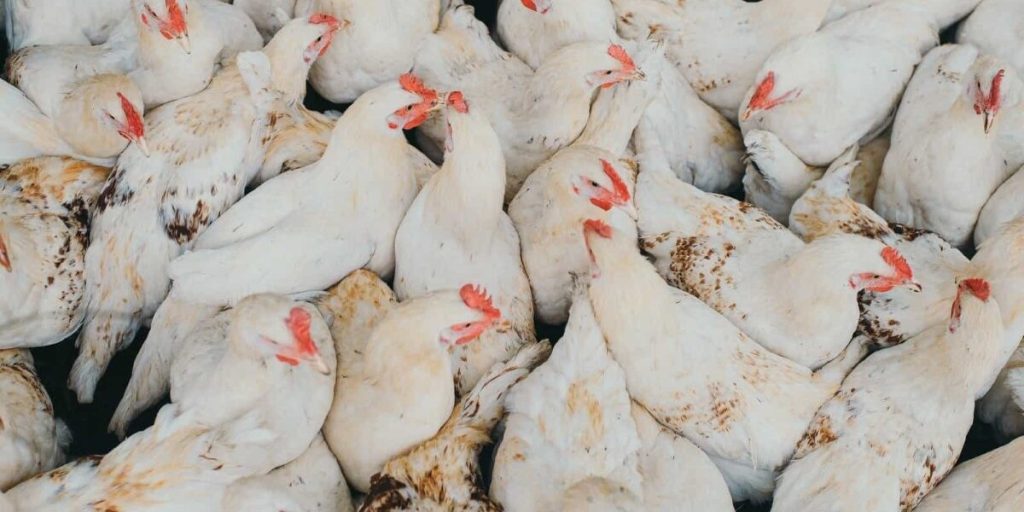 الفراخ البيضاء والساسو