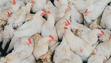 الفراخ البيضاء والساسو