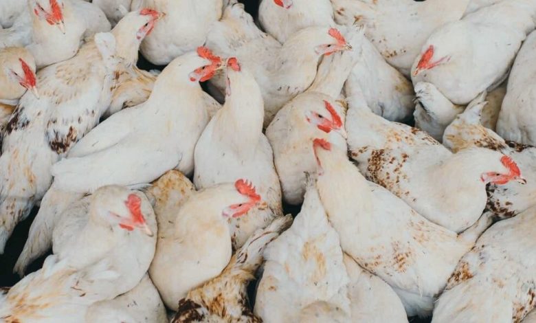 الحق اشتري.. هبوط أسعار الفراخ البيضاء والساسو اليوم الأحد 18-1-2026 في بورصة الدواجن – مشاهير