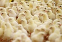 سعر الكتكوت