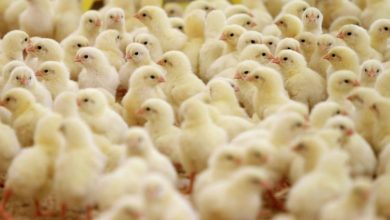 سعر الكتكوت