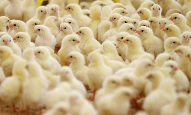 سعر الكتكوت