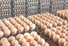 سعر كرتونة البيض