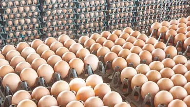 سعر كرتونة البيض