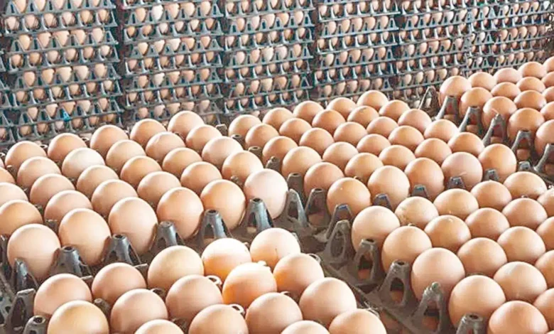 سعر كرتونة البيض